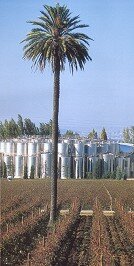 vista feral da vinha e dos silos em Azeitão